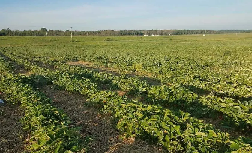 representative photo for Strawberry Picking Farms in Michigan