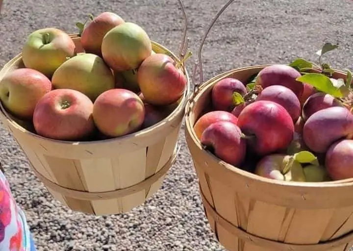 representative photo for Apple Picking Farms in Colorado