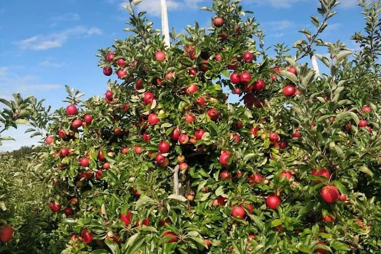 representative photo for Apple Picking Farms in Massachusetts