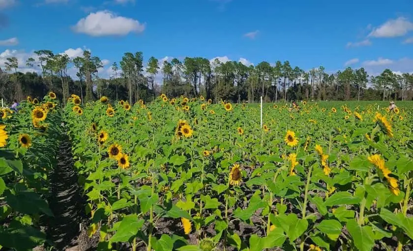 representative photo for Strawberry Picking Farms in Florida
