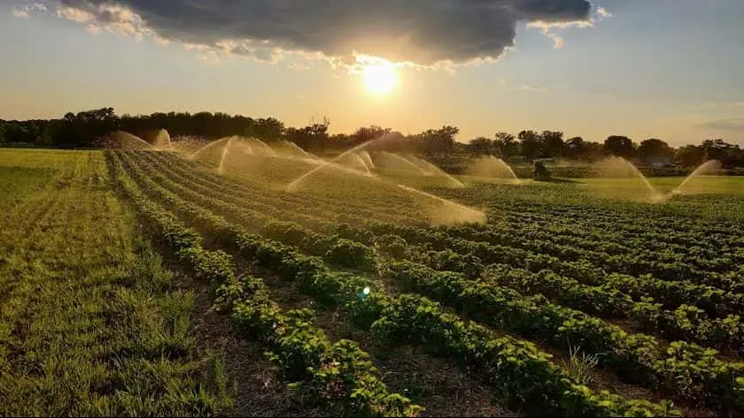 representative photo for Strawberry Picking Farms in Minnesota