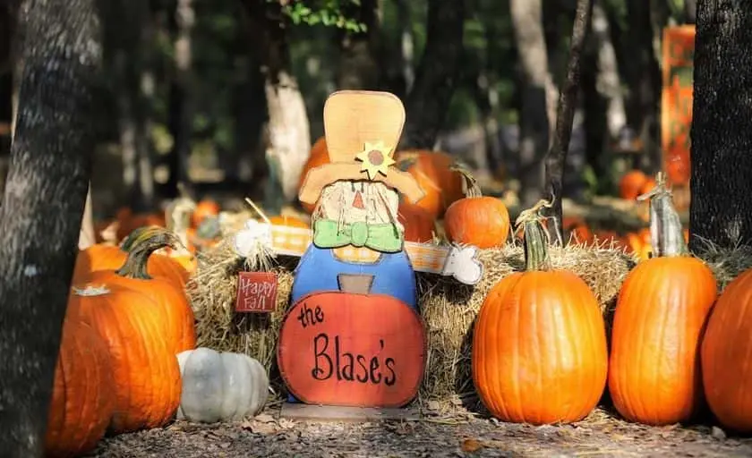 representative photo for Pumpkin Patches in Texas
