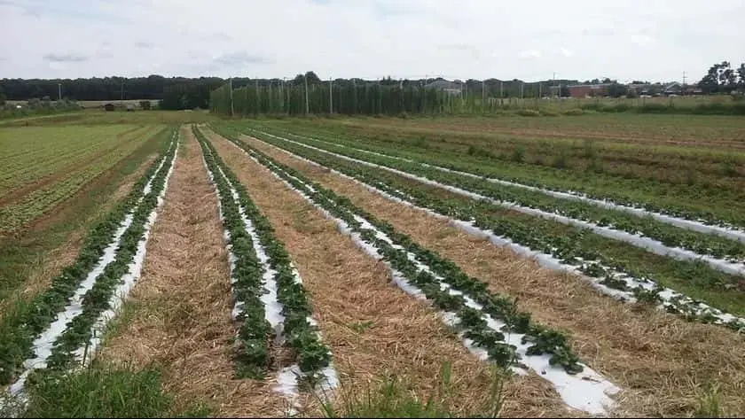 representative photo for Sunflower Fields in New York